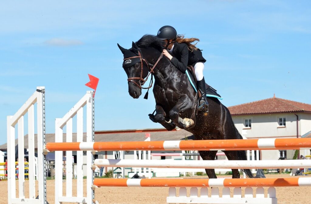Horses for sale - Showjumping