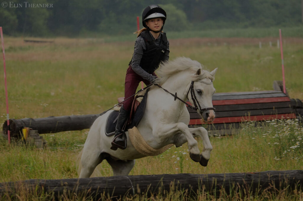 Ehorses for sale