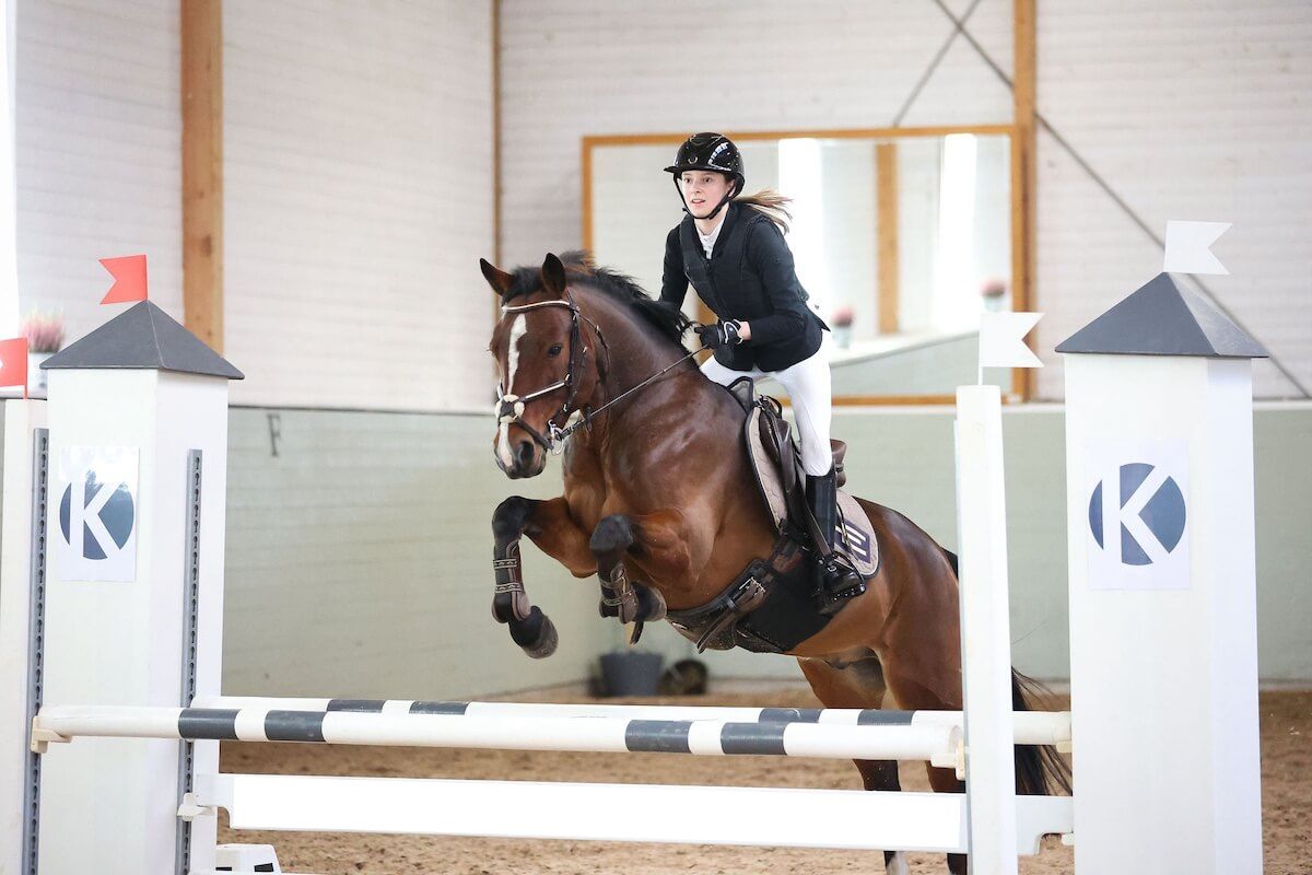 A stunning horse for sale in Poland, ideal for dressage or show jumping, showcasing its strength and elegance.